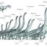 I sauropodi dal collo lungo